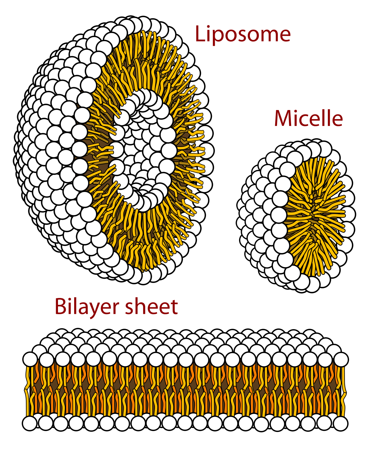 Natural Phospholipids & Lecithins, Natural Phospholipids &#038; Lecithins