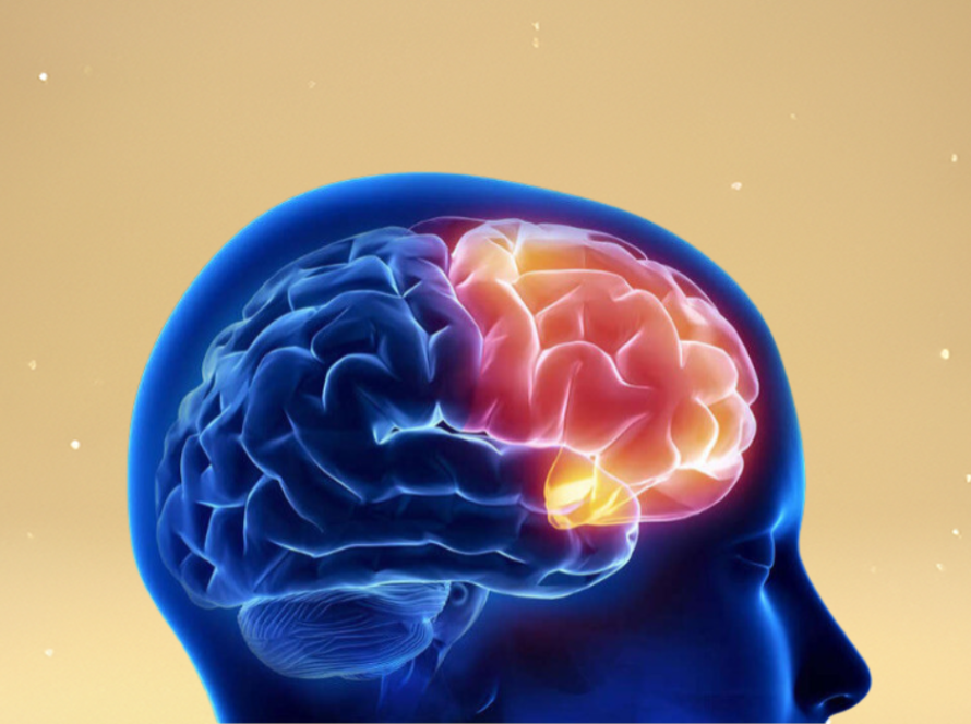 Brain health cognitive phospholipids knowledge hub research VAV