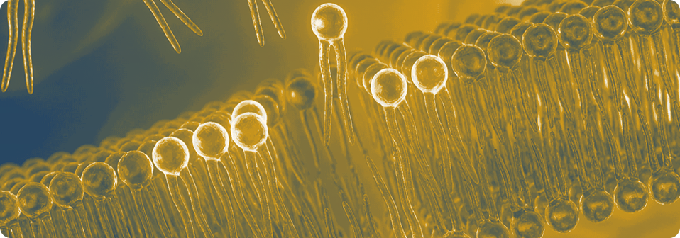 Cosmetic phospholipid emulsifier skincare cream formulation