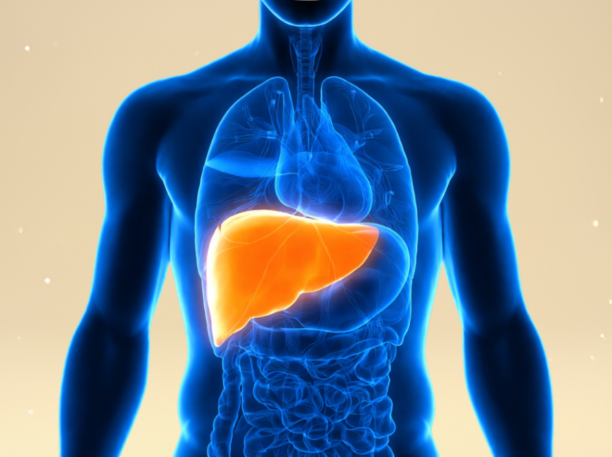 Hepatoprotection liver health phospholipids knowledge hub VAV