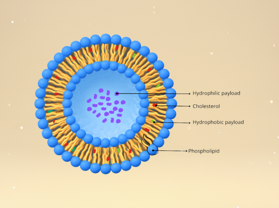 Liposomal nutritional supplement phospholipids case study