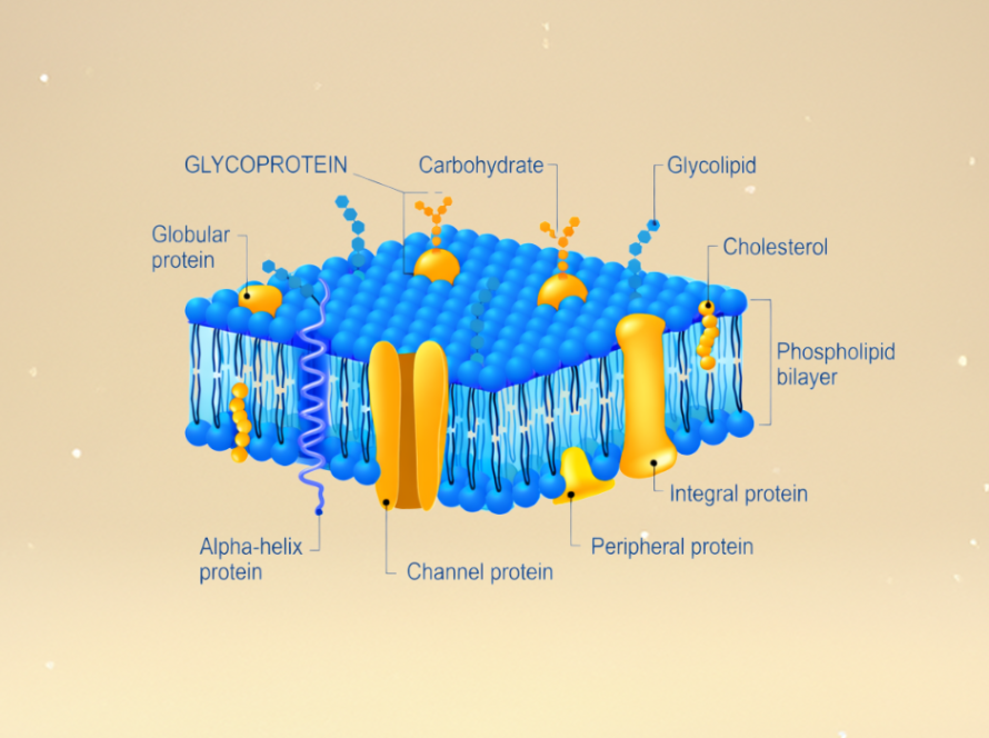 Skin delivery phospholipid liposomal cosmetics case study